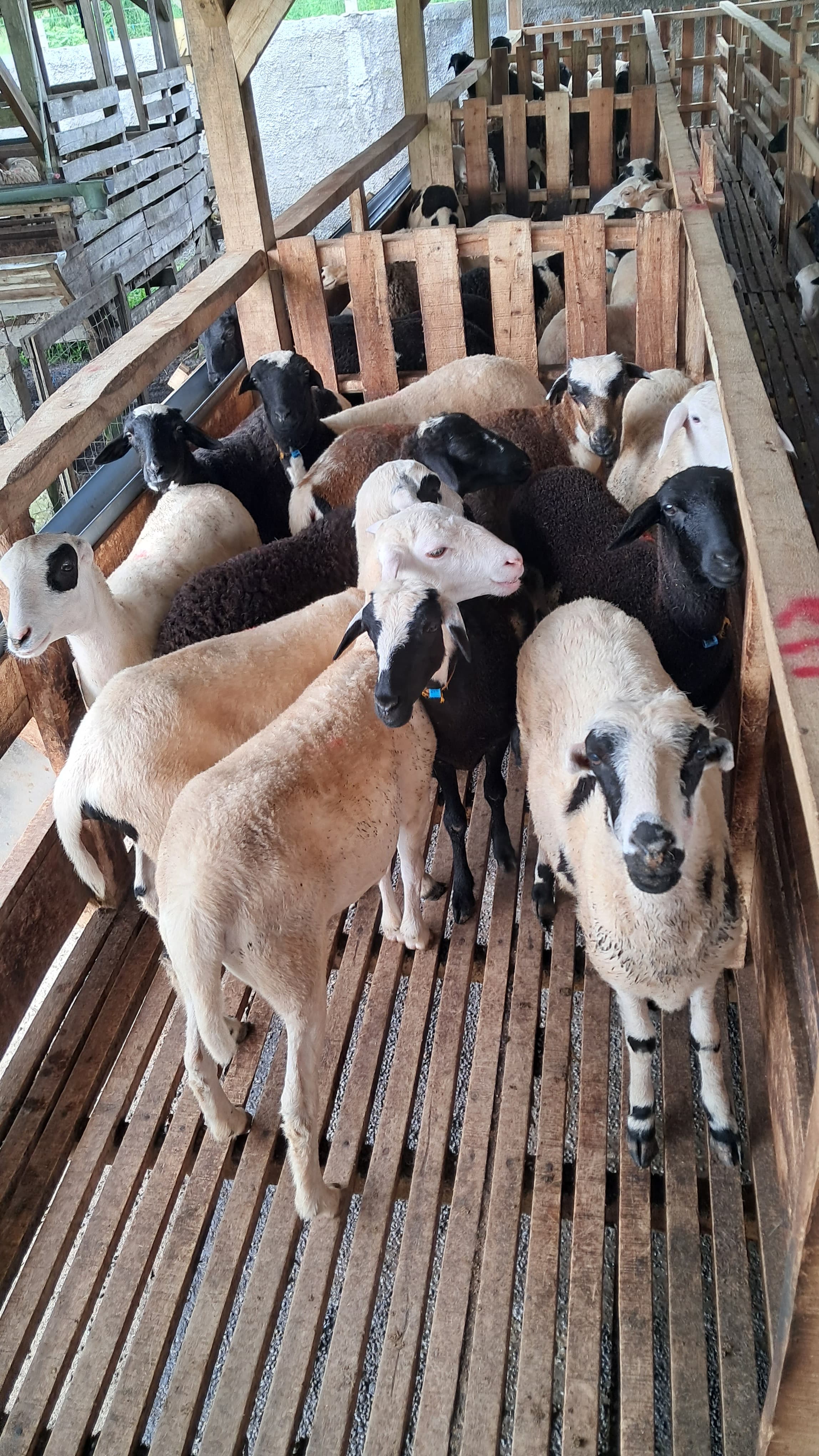Kambing