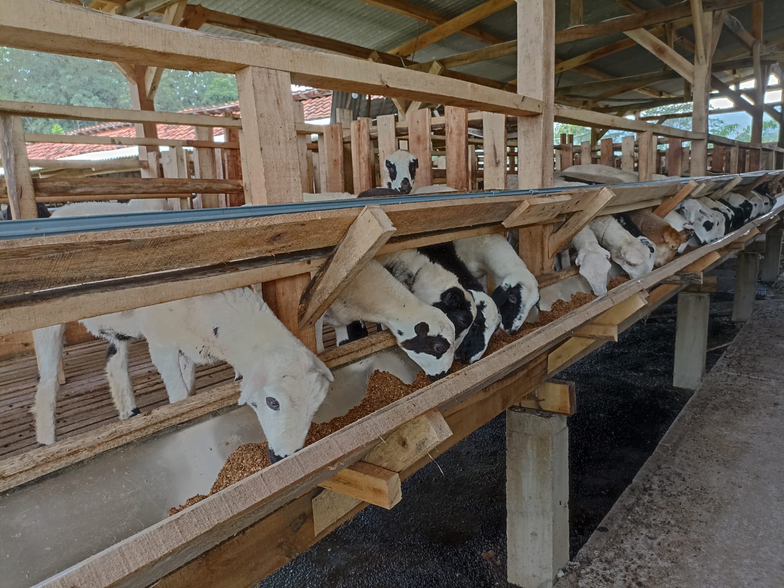 Kambing
