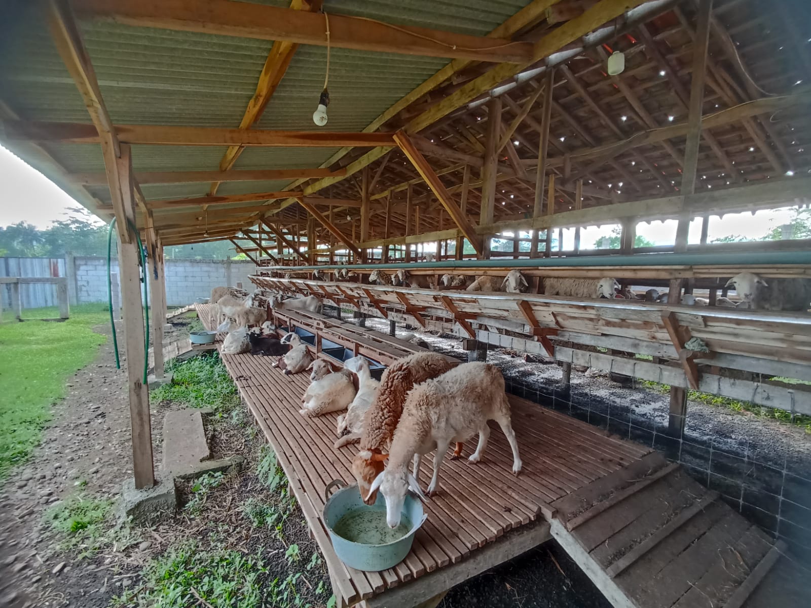 Kambing