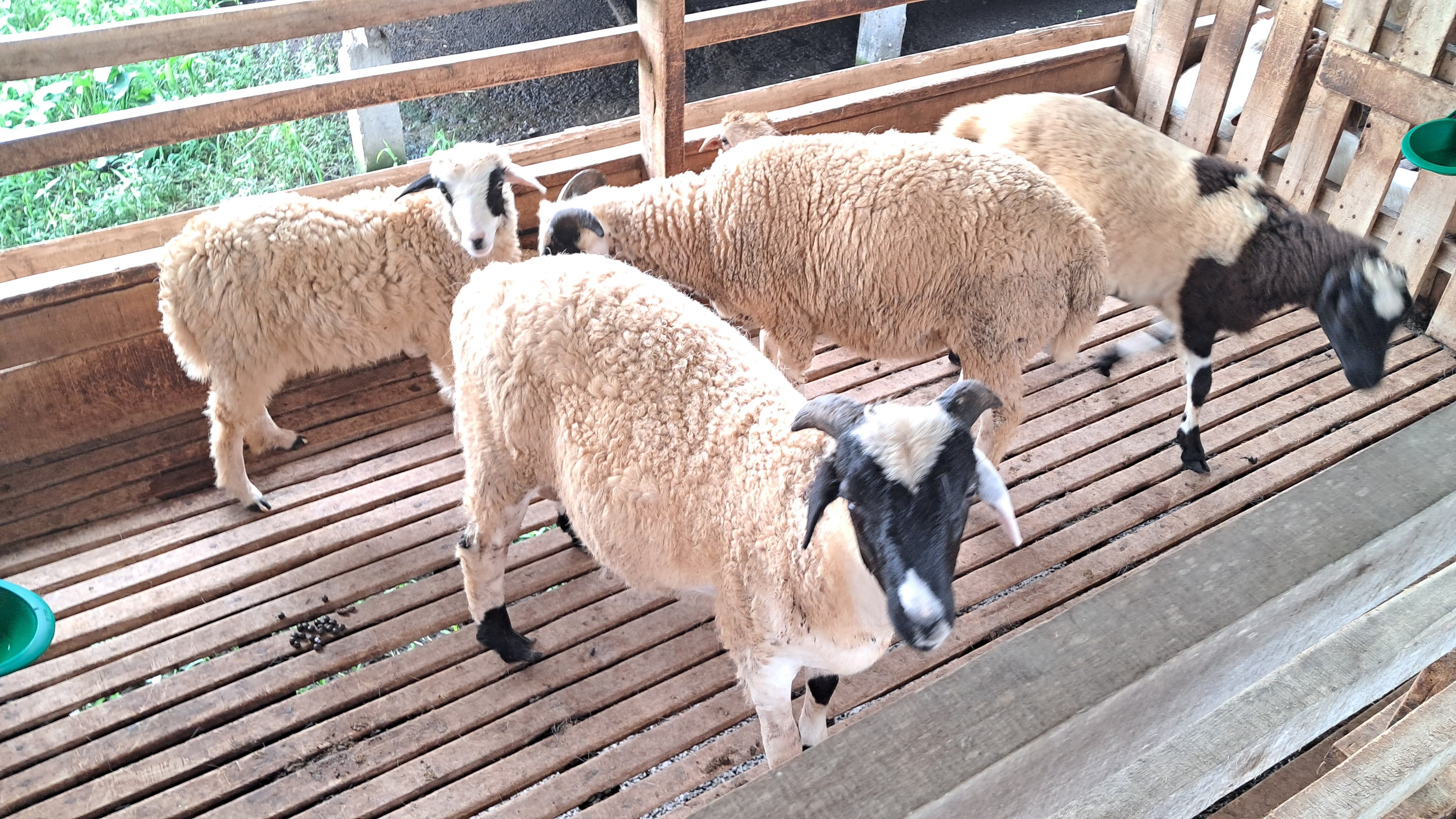 Kambing