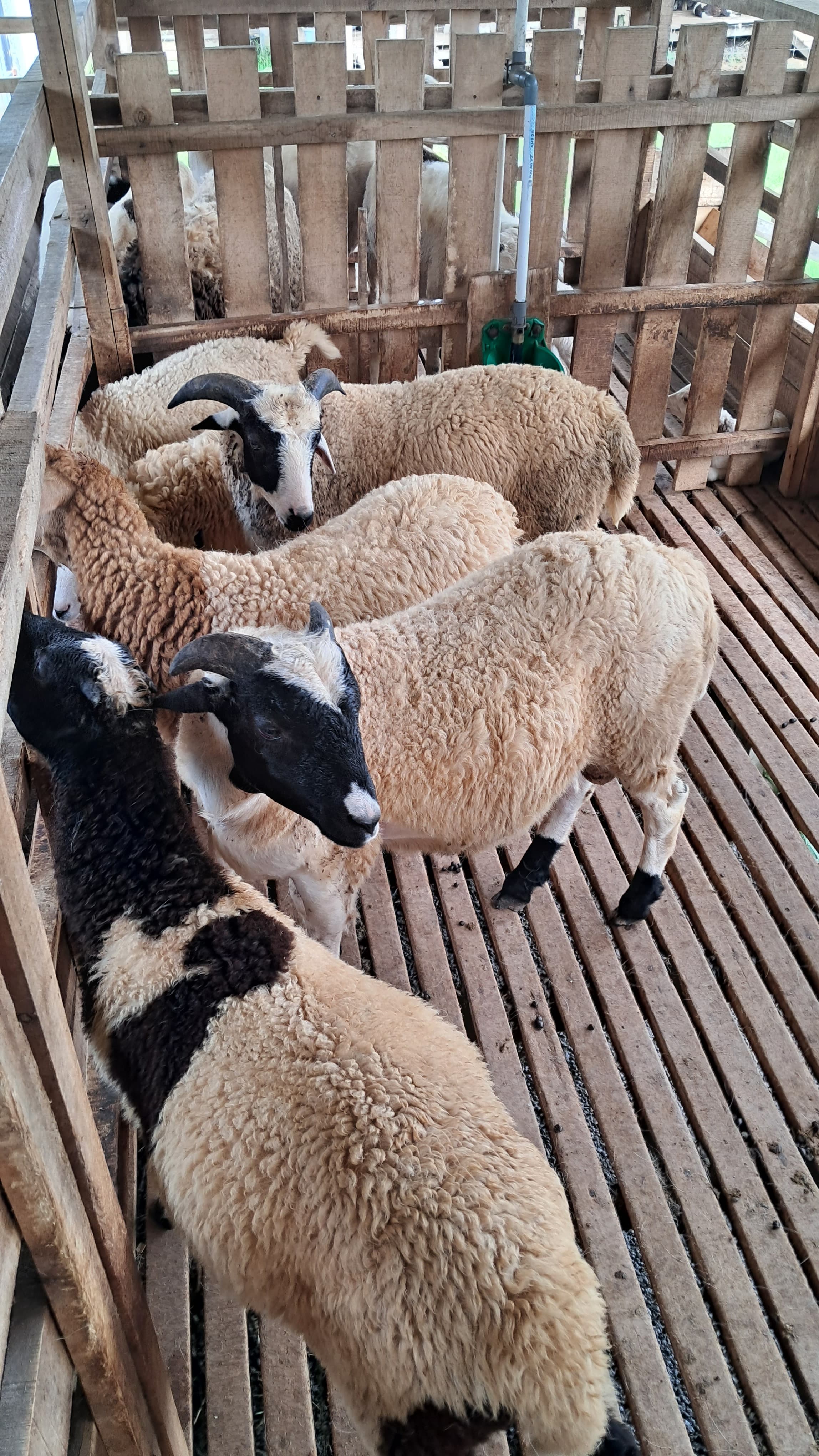 Kambing